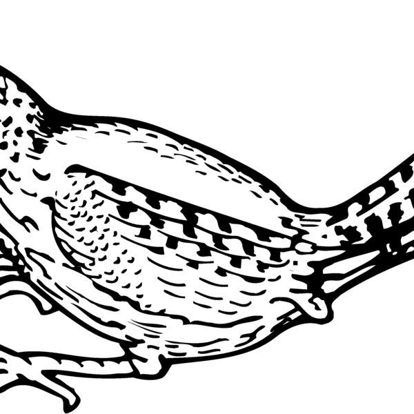 BIRD041 Thumbnail