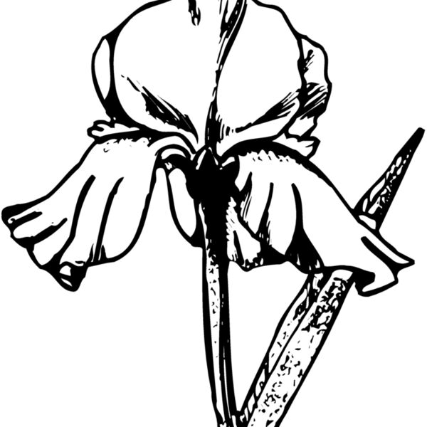FLOWER11 Thumbnail